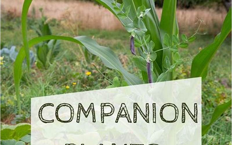 Corn Companion Planting With Bush Beans