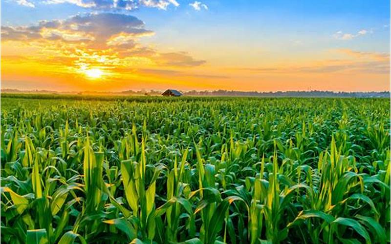 Corn Farm Image