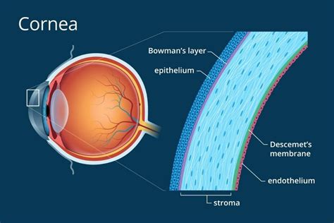 Cornea: Function, Parts & Clear Vision Solutions