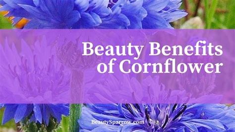 Blooming Beauty: Unveiling the Remarkable Cornflower Benefits for Luminous and Clear Skin
