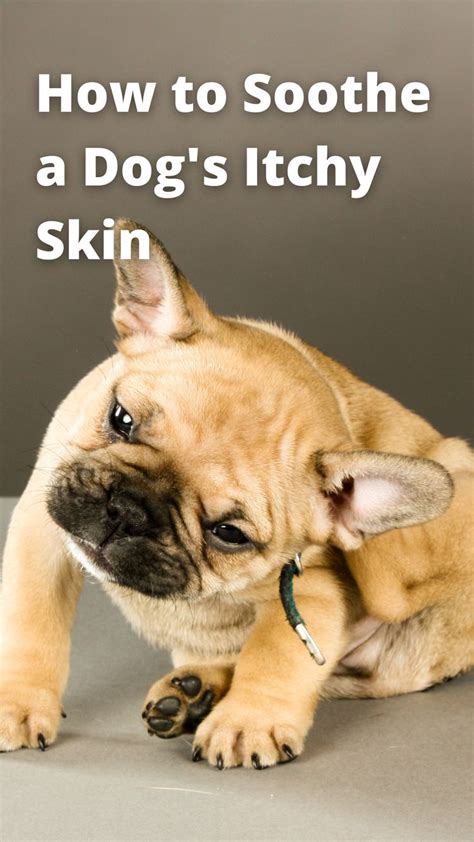 Say Goodbye to Your Furry Friend's Misery: Soothe their Itchy Skin with the Power of Cornstarch