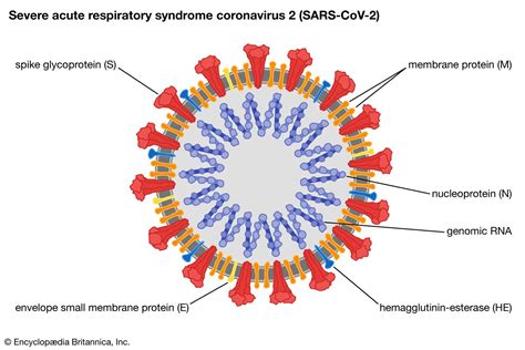 Coronavirus causes shift