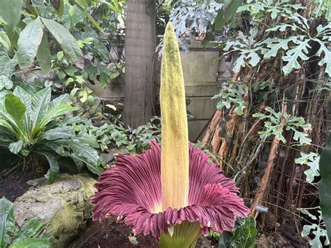 Corpse Flower Bloom 2018: A Spectacular Sight