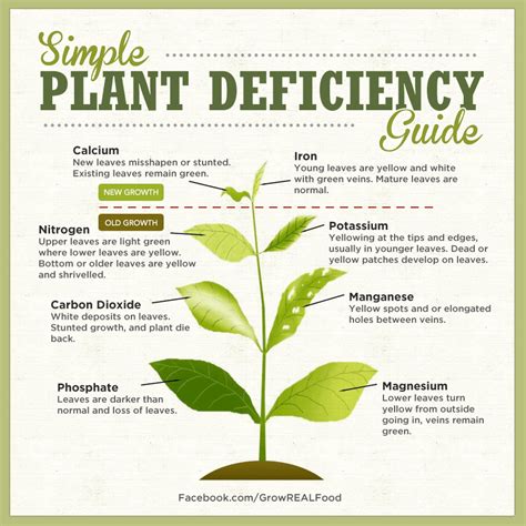 Correcting Nutrient Deficiencies in Plants