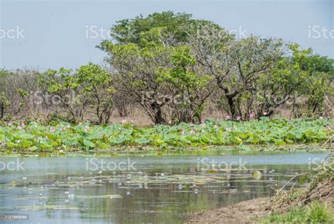 Corroboree Billabong landscape