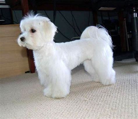 Corte De Pelo Corto Bichon Maltes: Tips And Answers