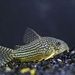 Cory catfish