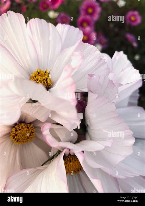 Cosmos for Delicate Beauty