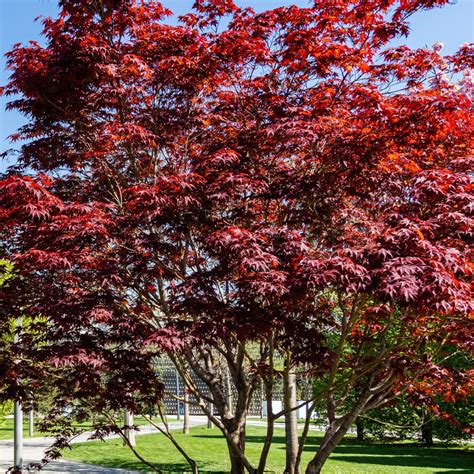 Cost Japanese Maple Tree