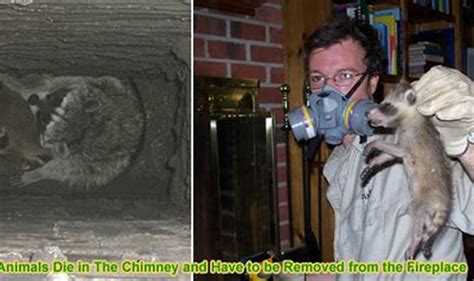 The Ultimate Cost Guide for Removing Dead Animals from Chimneys | Trusted Experts Share Insights!