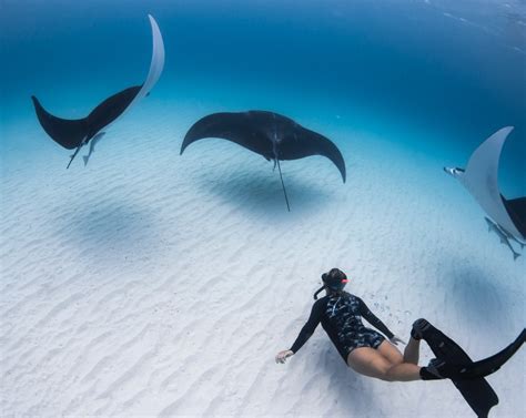 Cost of Manta Ray Tour