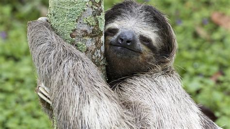 Costa Rica Sloth