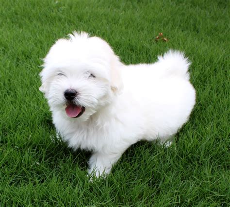 Coton De Tulear Information Dog Breeds at thepetowners