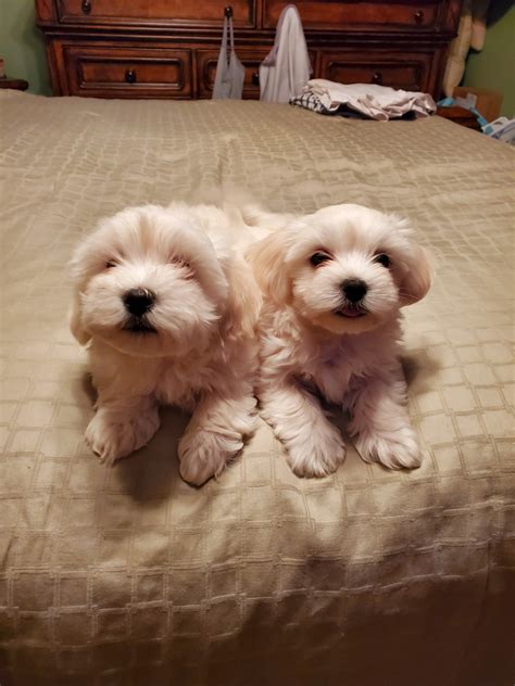 Coton De Tulear Puppies For Sale Bloomsburg, PA 312386