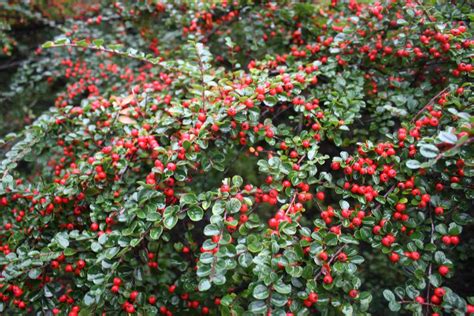 Cotton Easter Bush