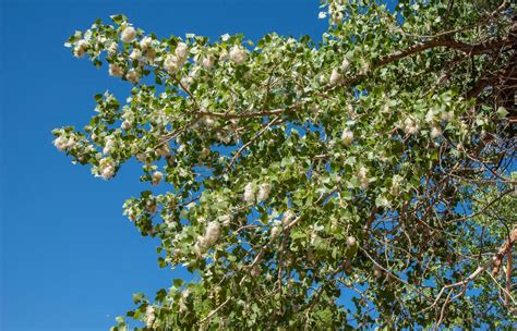 Cottonwood Tree Image