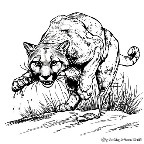 Cougar Colouring Pages