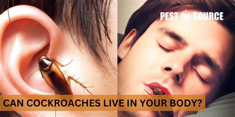 Could a Cockroach Enter Your Body