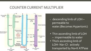 Efficient Circuit Design: Visualizing Counter Current Multiplier with Animated Simulation