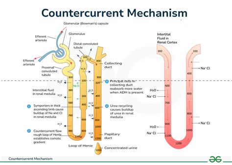 Discover the Intriguing World of Renal Physiology with Countercurrent Multiplier Animation - A Visual Guide!