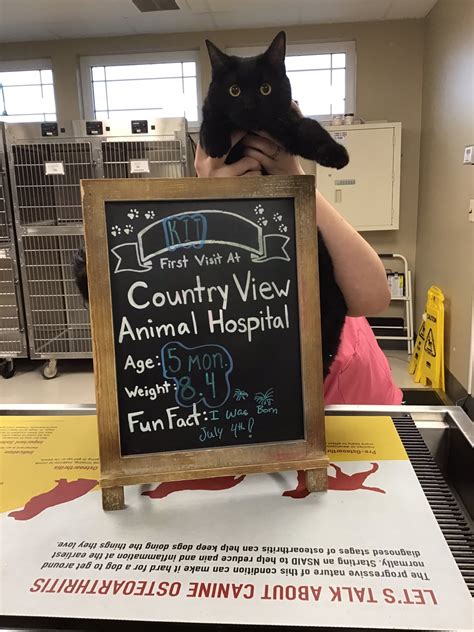 Discover Exceptional Veterinary Care at Country View Animal Hospital Beloit WI