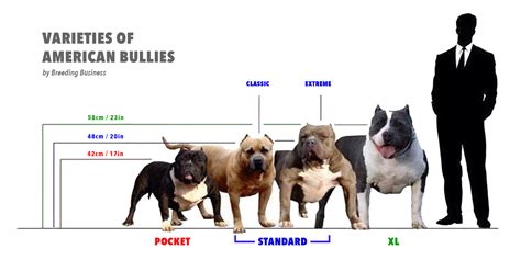 American Bully Weight+Growth Chart 2022 - How Heavy Will My American