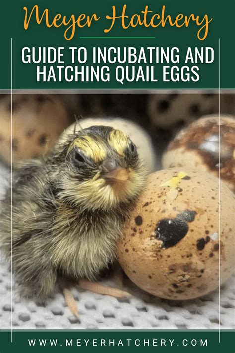 Covering and Incubating