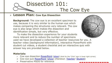 Cow Eye Dissection Worksheet