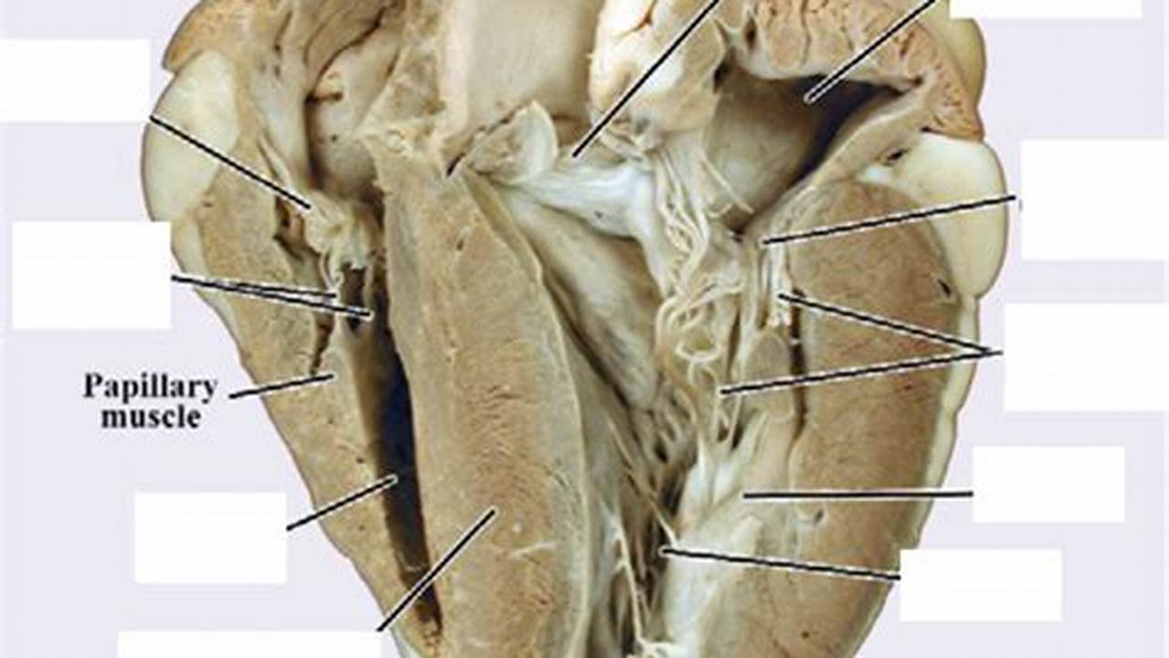 12 Best Images of S Sheep Heart Diagram Anterior Sheep Heart, Sheep