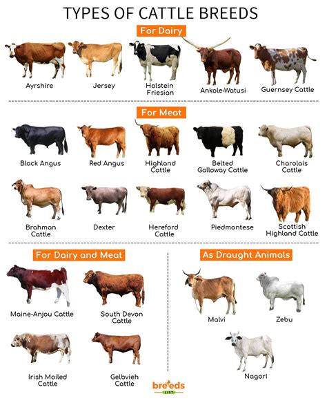 Cattle List
