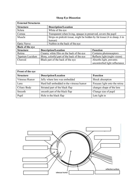 Cow Sheep Eye Dissection Worksheet