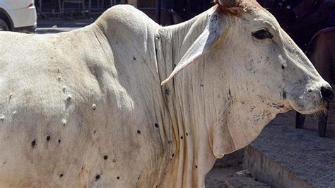 Cow Skin on Humans: From Fashion Craze to Sustainable Style Statement