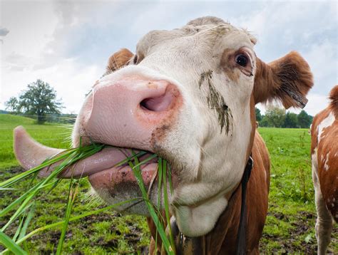 Cow eating grass