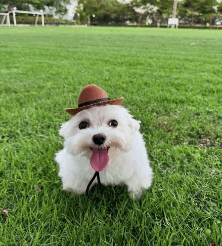 Cowboy Dog Meme