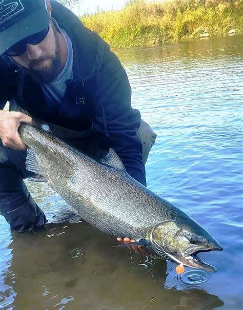 Cowlitz River Fishing Report