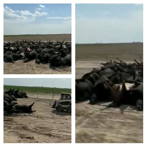 Tragic loss: Heart-wrenching story of Kansas farmers as cows breathe their last