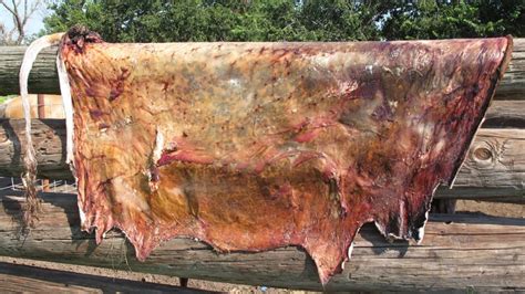 Unveiling the Horrific Truth: How Cows are Brutally Skinned Alive for Leather Production