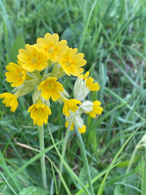 Cowslip Flower: A Complete Guide