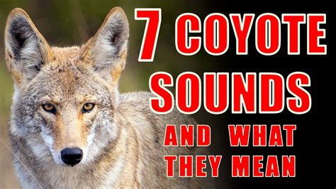 Coyote Calling with Free MP3 Sounds