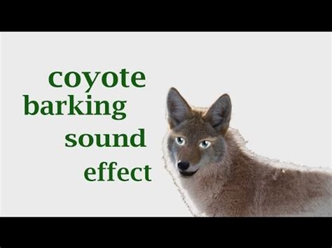 Coyote bark sound