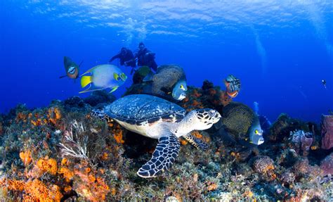 Cozumel Snorkeling Boat Tour: An In-Depth Review & Guide