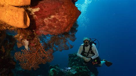 Cozumel Reef Dive