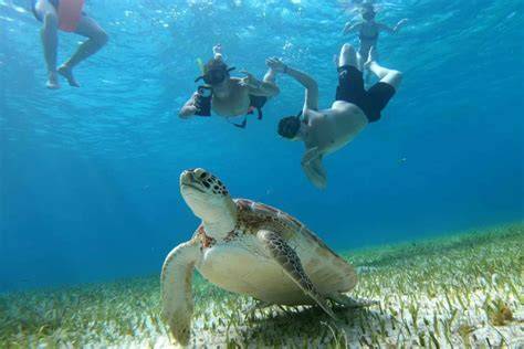 Cozumel Turtle Sanctuary