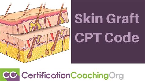 Revitalizing Skin Restoration: The Versatile Benefits of CPT Code Split Thickness Skin Grafts