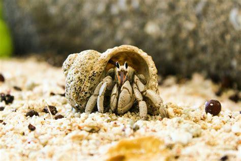 Kepiting dalam lingkungan alaminya