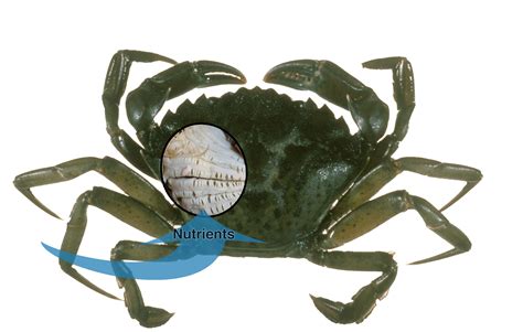 Crab shell super power