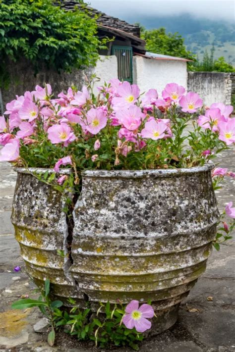 Cracked Pot With Flowers