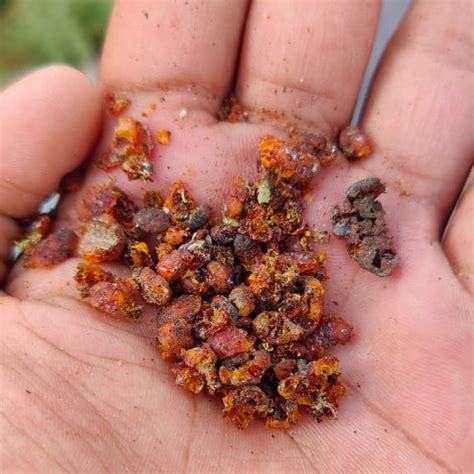 Crafting Lac Process