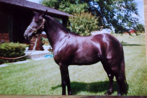 Craigslist/Facebook | Page 9 | Two Wheeled Texans