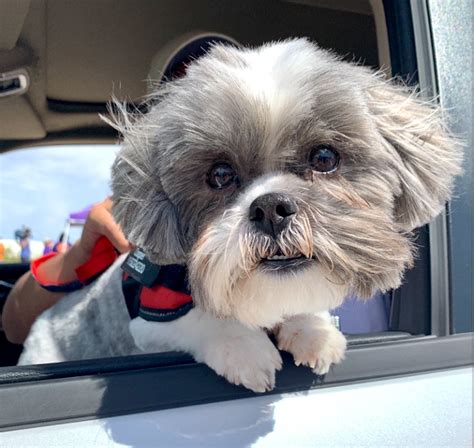 Craigslist El Paso Pets